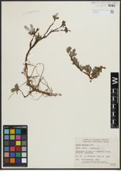 Foto von Salix arctica Pall.